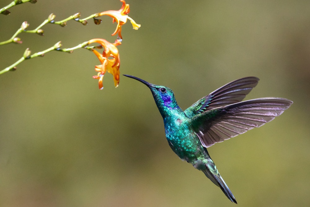 a hummingbird hovers near a flower to get a drink